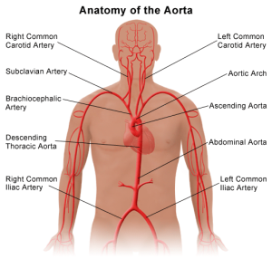 http://www.muschealth.com/sebin/g/s/aorta_anatomy.gif